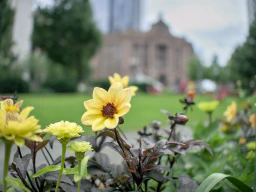A flower in front of Boston South Station.